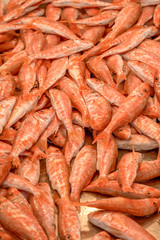 mullet fish at fish shop bench