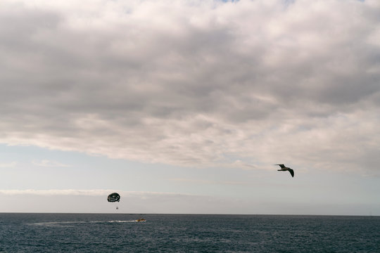 Black parachute and seagull in the sky above the ocean. Dramatic clouds in the sky