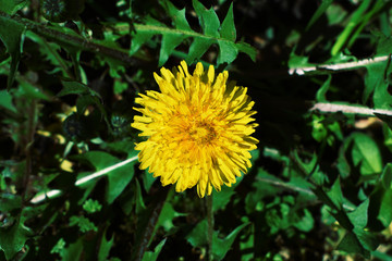 Yellow dandelion on the grass