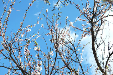 Blossom apricot tree branches on the background of blue sky
