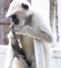 Black Faced Monkey (Semnopithecus entellus)