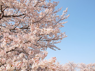水無瀬川の桜