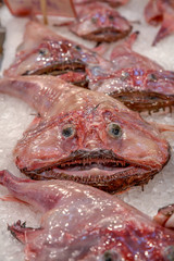 raw monkfish at fish shop