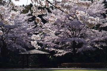 Background material of the cherry blossoms in the park