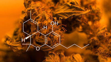 Treat Anxiety with CBD, Cannabinol. The Problem with Cannabis Studies, CBD as Medicine