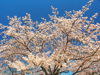 青空と満開の桜