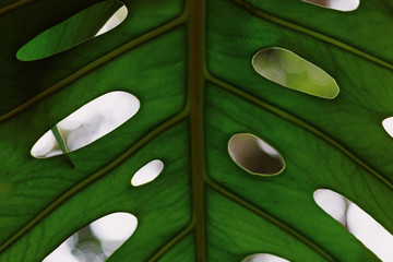 Close up of green leaf texture. Maranta