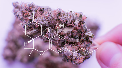.super macro photo of the buds marijuana. The concept of therapeutic marijuana