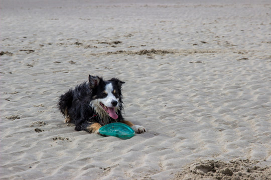 Hund mit Frisbee am Strand