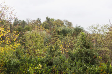 Green forest in a rainy day