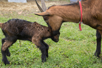 Chevreau avec sa m&egrave;re