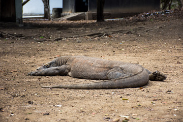 Komodo dragon.