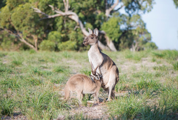 Large joey trying to get into kangaroo pouch