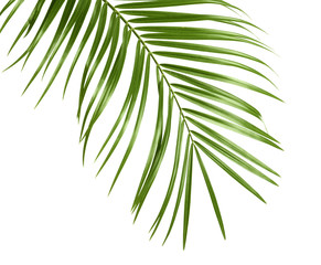 Tropical sago palm tree leaves isolated on white