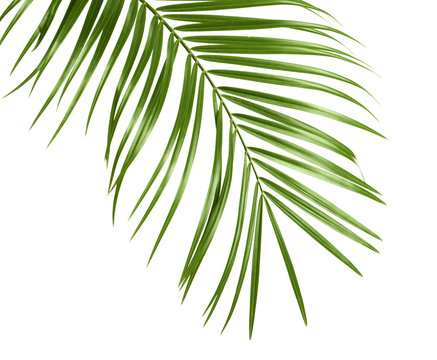 Tropical sago palm tree leaves isolated on white © New Africa