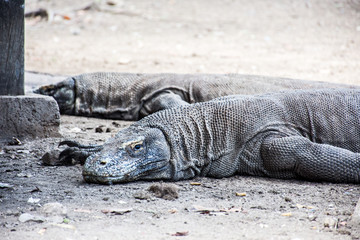 Komodo dragon.