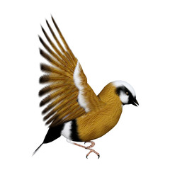 3D Rendering Parson Finch Bird on White