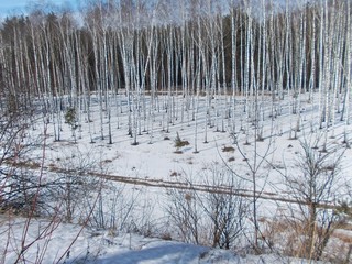 Лес березовый