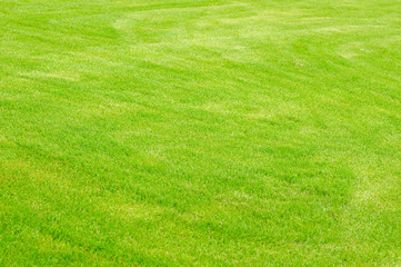 Green grass texture. Fresh green grass texture good to use as a background or wallpaper.