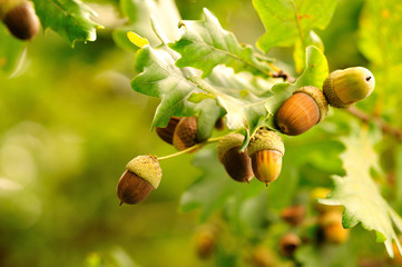 Acorns. Closeup acorns fruits in the oak nut tree against blurred green background.