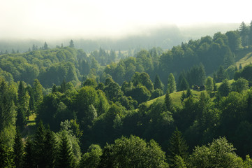 Fir forest at high altitude. Fir forest in mountains covered by clouds at first hour in the morning.