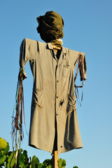 Scarecrow for birds discourage. Isolated scarecrow in the vineyard against blue sky in the background.