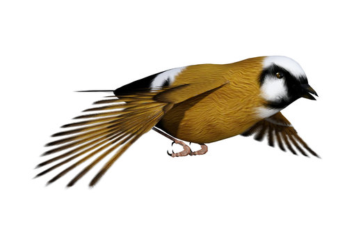 3D Rendering Parson Finch Bird on White