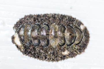 Chitons are marine molluscs of varying size in the class Polyplacophora for education in the sea.
