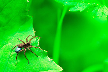 European spider. Spider on the prowl waiting and ready for hunting isolated on the green background.