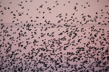 chaos in bird migration