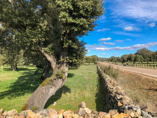 Stone wall on the pasture with holm oak and blue cloudy sky