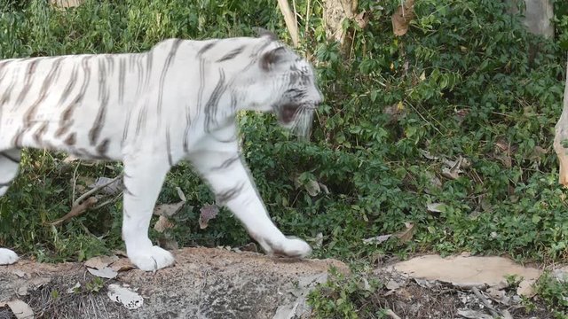 slow motion of a white bengal tiger prowling along inside the jungle