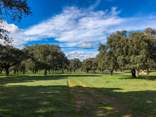 Rural pathway across the pasture with holm oaks and blue sky and clouds in Spain