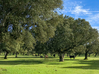 A group of cows grazin in the pasture with holm oaks and blue cloudy sky in Spain