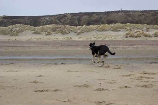 Rennender Hund am Strand