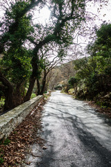 Long road amidst trees, Greece