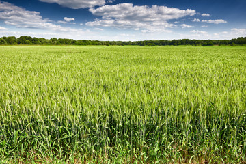 wheat field in spring, beautiful landscape, green grass and blue sky with clouds