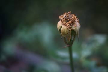 Withered Flower