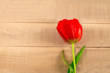 red tulip on a wooden table