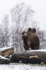 Two-necked camel in winter behind a tree trunk.