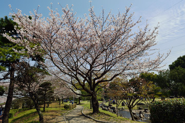 平和市民公園の桜