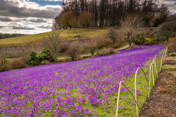 Obraz premium Lawn of Purple Crocuses / An early springtime scene of purple crocuses carpeting a lawned area in Northumberland