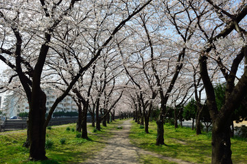 Fototapeta na wymiar 平和市民公園の桜