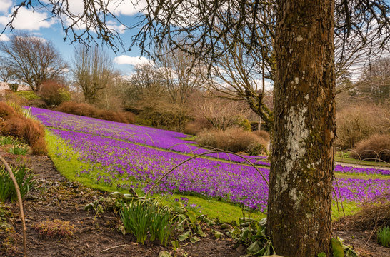 Carpet of purple Crocus / An early springtime scene of purple crocuses carpeting a lawned area in Northumberland