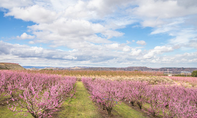 Fototapeta na wymiar Blossoming peach trees in Aitona, Catalonia, Spain