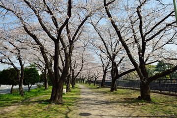 平和市民公園の桜