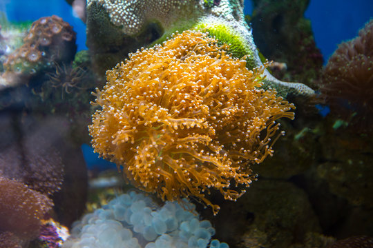 Beautiful underwater coral reaf garden