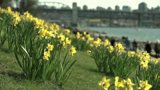Vancouver Daffodils, British Columbia 4K UHD. Daffodils near the beach on a sunny, spring day. Vancouver, British Columbia, Canada.
