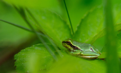 tree frog close-up