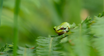 tree frog on a fern leaf